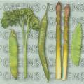 potager0032-1b.jpg (3474 octets)