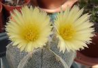 Astrophytum Myriostigma