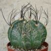 Astrophytum capricorne