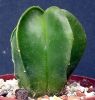 Astrophytum myriostigma f.nudum