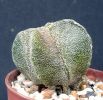 Astrophytum myriotigma f.quadricostatum