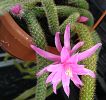 aporocactus flagelliformis