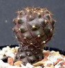 Copiapoa barquitensis