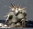 Copiapoa fielderiana