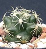 coryphantha bumama