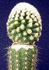 Echinocactus grusonii f.monstruosa