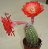 Echinocereus polyacanthus ssp. acifer