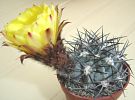 Echinopsis Glaucina