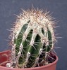 Echinopsis makujomaru