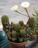 Echinopsis eyriesii