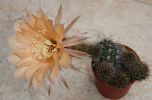 echinopsis sp.