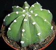 echinopsis subdenudata