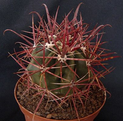 Ferocatus gracilis