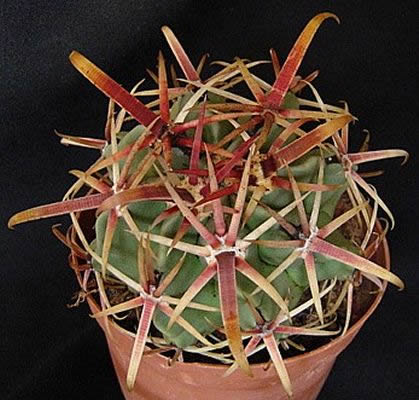 ferocactus latispinus