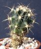 Ferocactus peninsulare