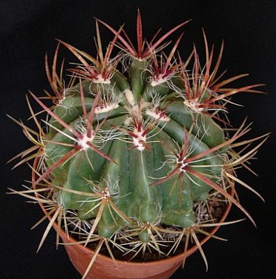 Ferocactus pilosus