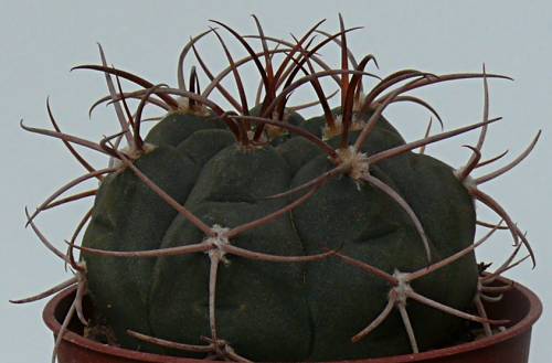 gymnocalycium ambatoense