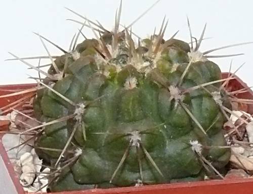 gymnocalycium andrea