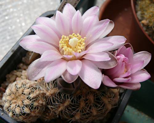 Gymnocalycium Bruchii 