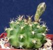 Gymnocalycium damsii