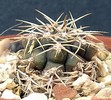 Gymnocalycium deeszianum