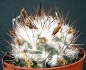 Gymnocalycium gieldorfianus