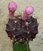 Gymnocalycium mihanovichii var. friedrichii