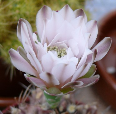 Gymnocalycium mihanovichii-