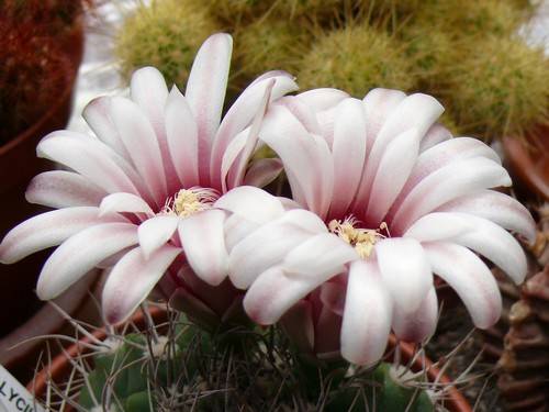 gymnocalycium mostii valnicekianum-