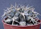 Schickendantzii (michoga)