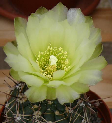 Gymnocalycium Uruguayense