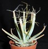 Leuchtenbergia principis