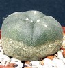 Lophophora williamsii v.decipiens