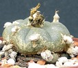 Lophophora williamsii