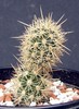 Loxanthocereus splendens