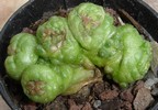 Mammillaria Bocasana monstruosa