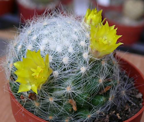 Mammillaria Baumii