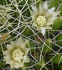 mammillaria decipiens ssp camptotricha