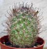 Mammillaria dioica fma