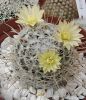 Mammillaria duwei