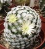 Mammillaria duwei