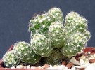 Mammillaria gracilis pulcherina