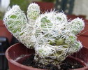 mammillaria gracilis cv Arizona snow cap