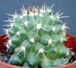 Mammillaria magnimamma