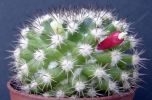 Mammillaria Mammillaris