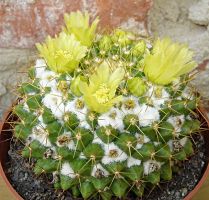 Mammillaria marksiana