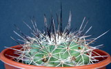 Mammillaria malanocentra