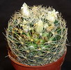 Mammillaria picta