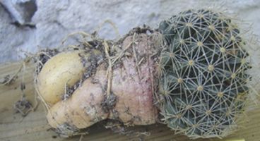 Racine Mammillaria picta