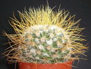rekoi ssp leptacantha